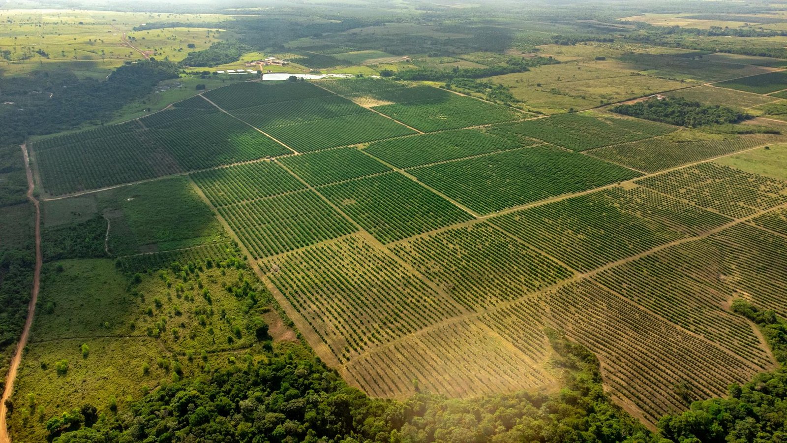 Vista aérea de plantaciones en Brasil